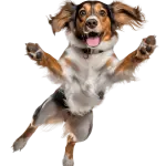 jumping-dog-150x150