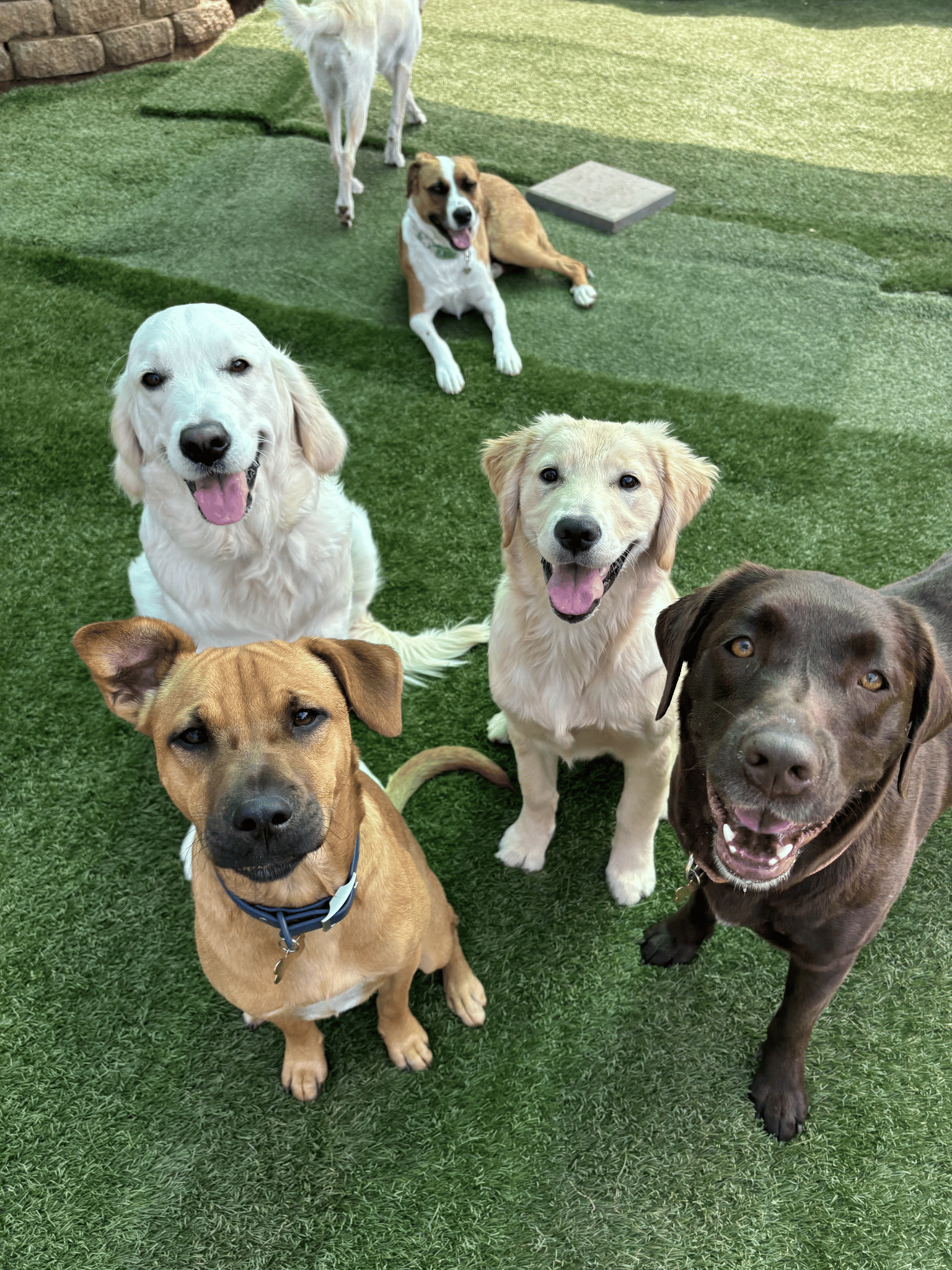 Multi-Doggy Daycare
