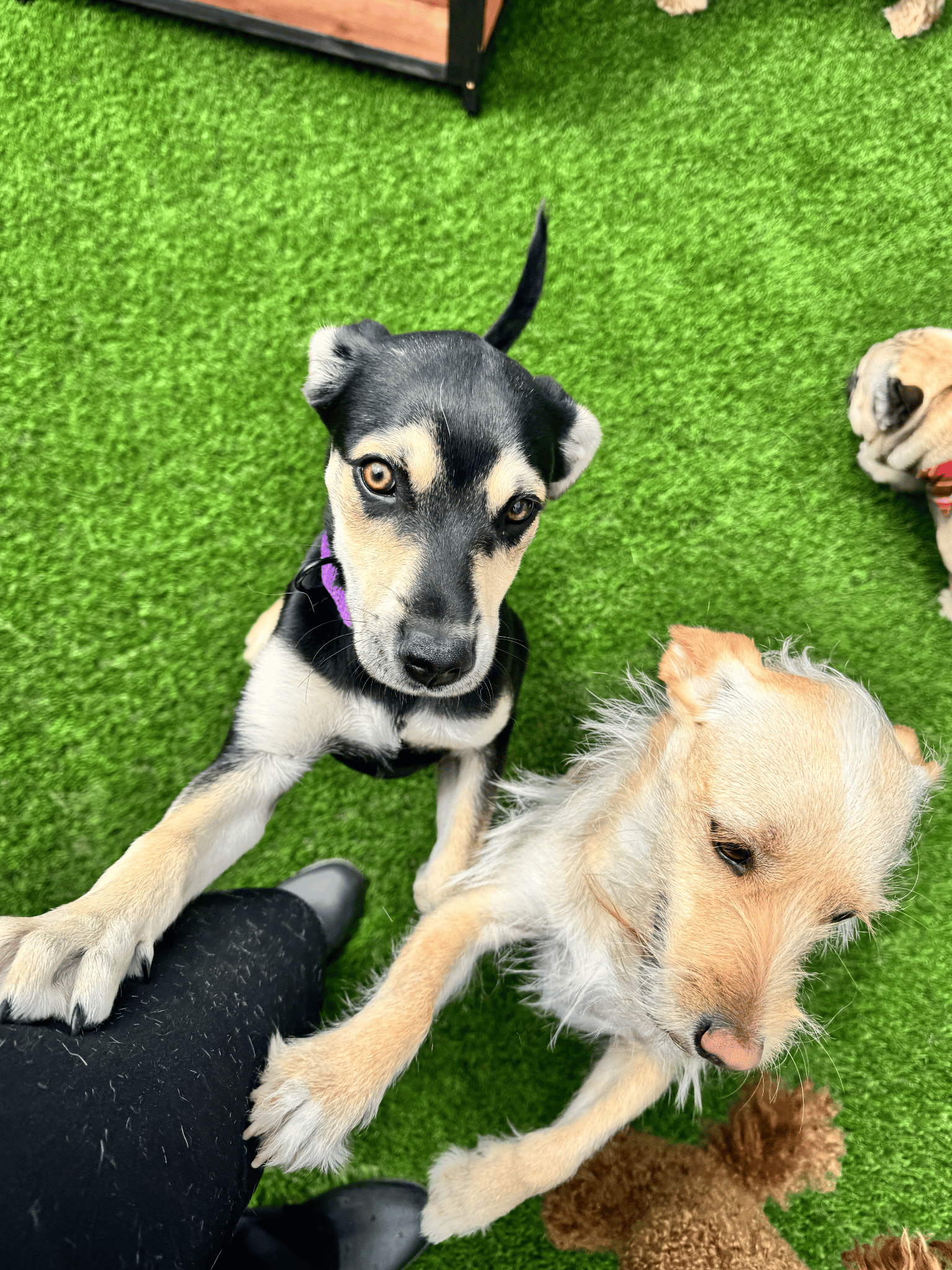 multi Dogs services and rates
