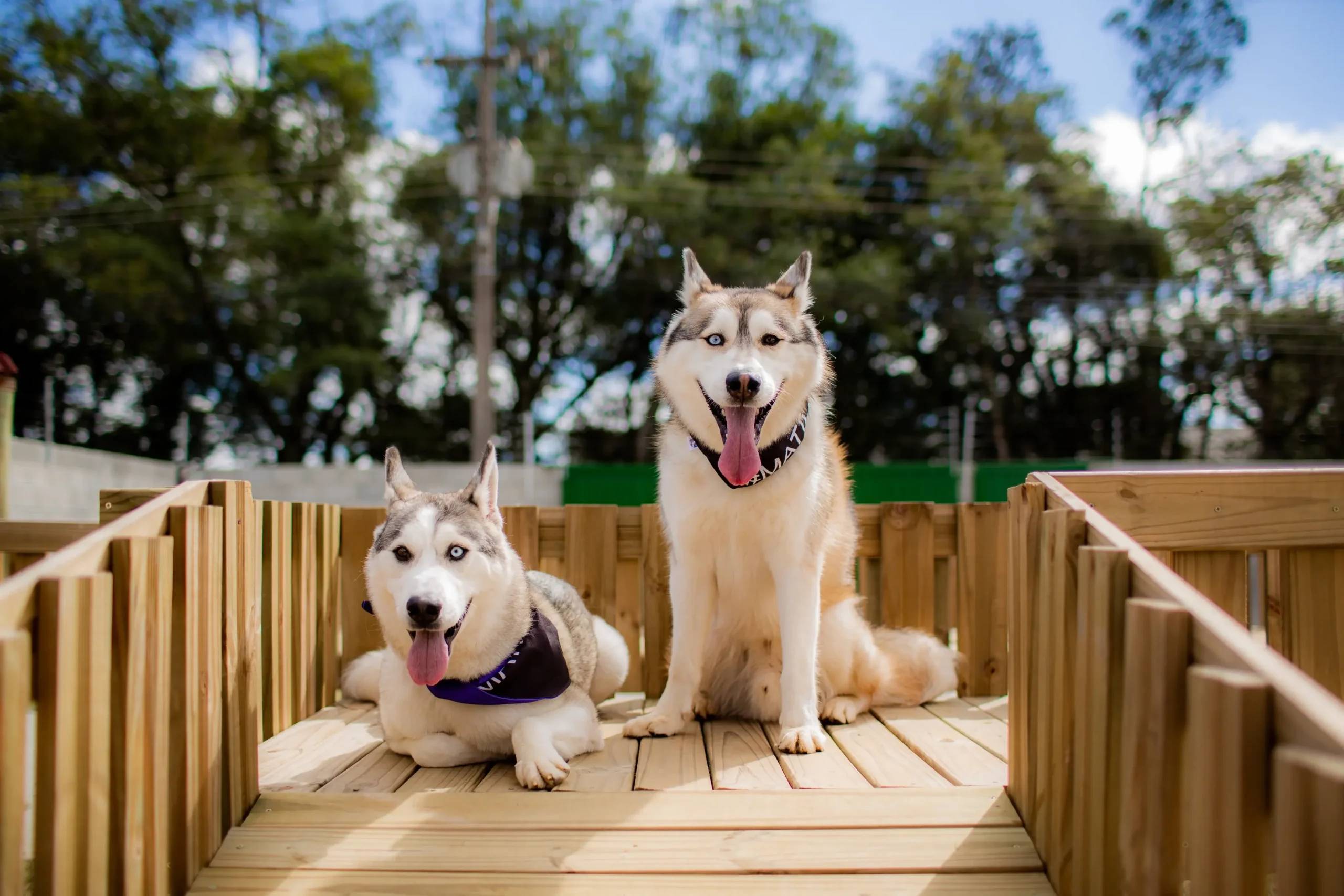 Doggie Daycare Agreement
