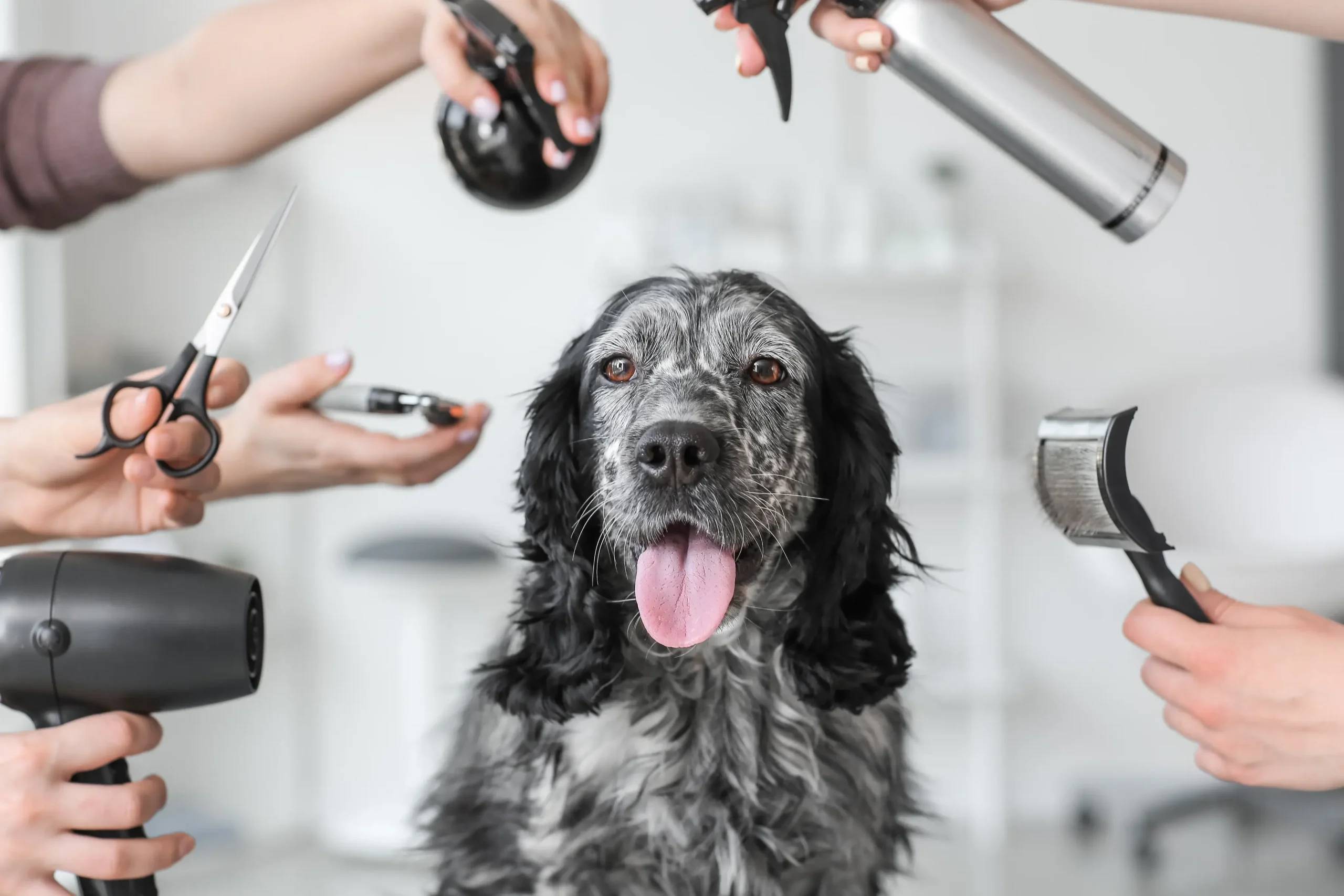 Grooming Services banner