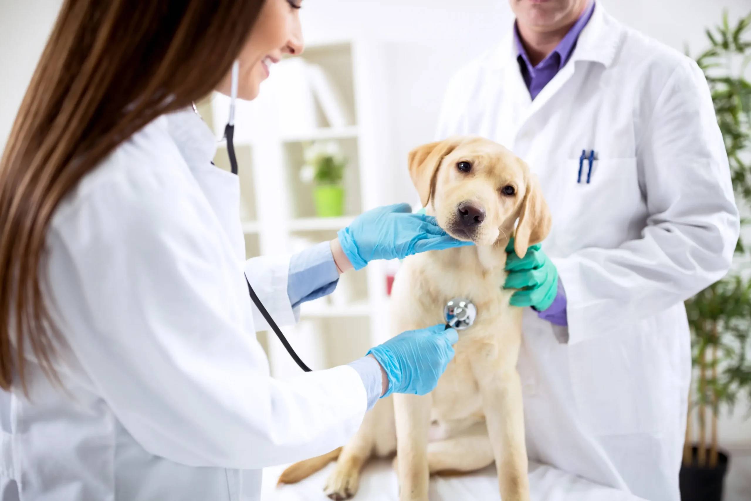 Veterinary Health Form banner