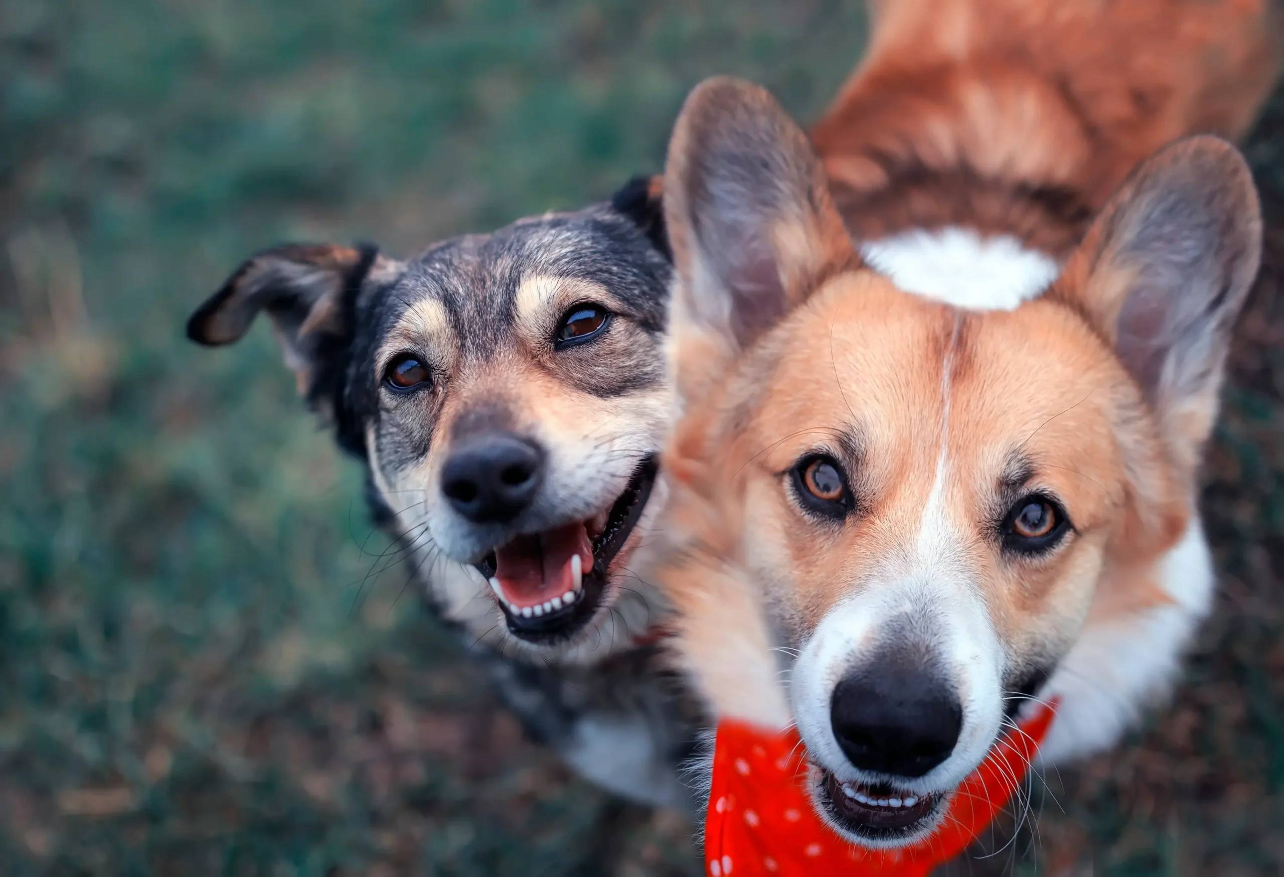 Multi Dog Daycare Banner