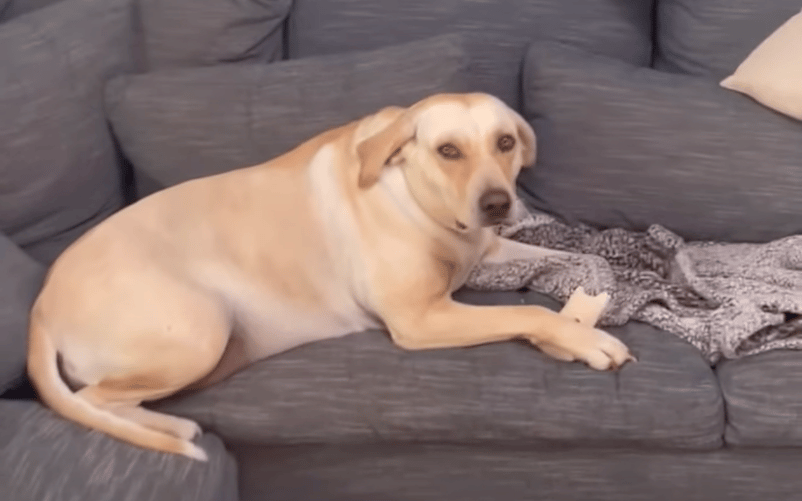 Gracie