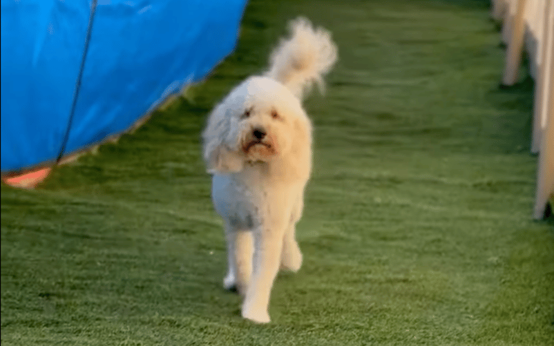 Kamp Kanine Runway Dogs