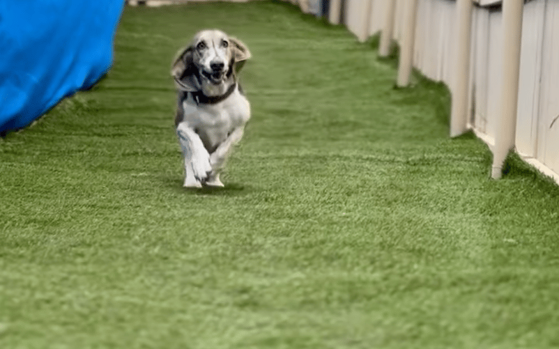 Kamp Kanine Runway Dogs