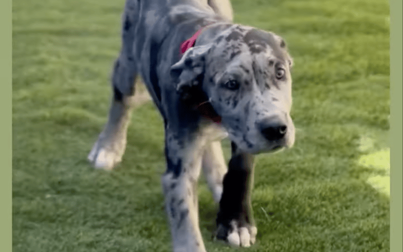 Kamp Kanine Runway Dogs