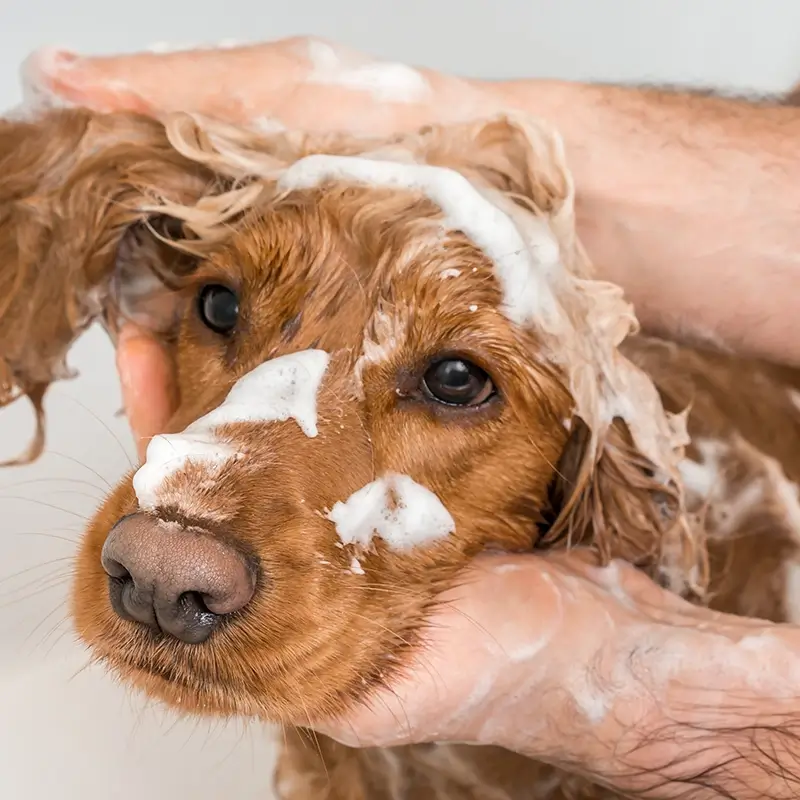 Bathing-Dog-1