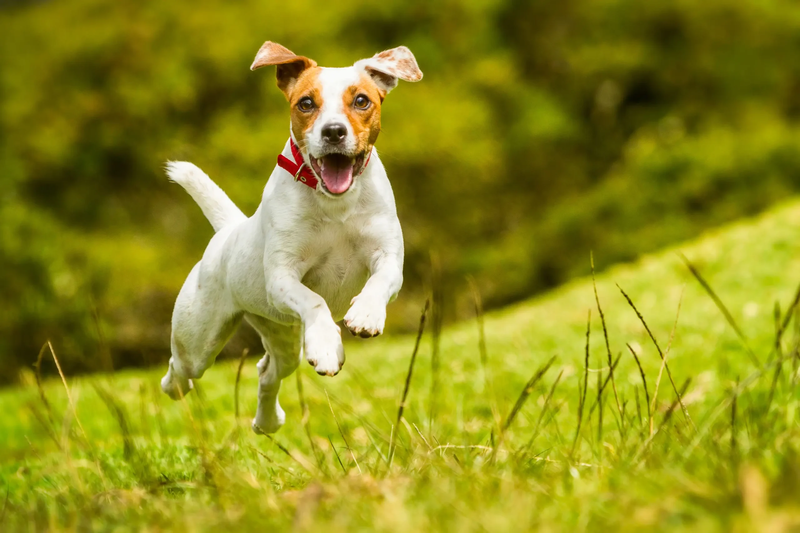 Daytraining-banner-