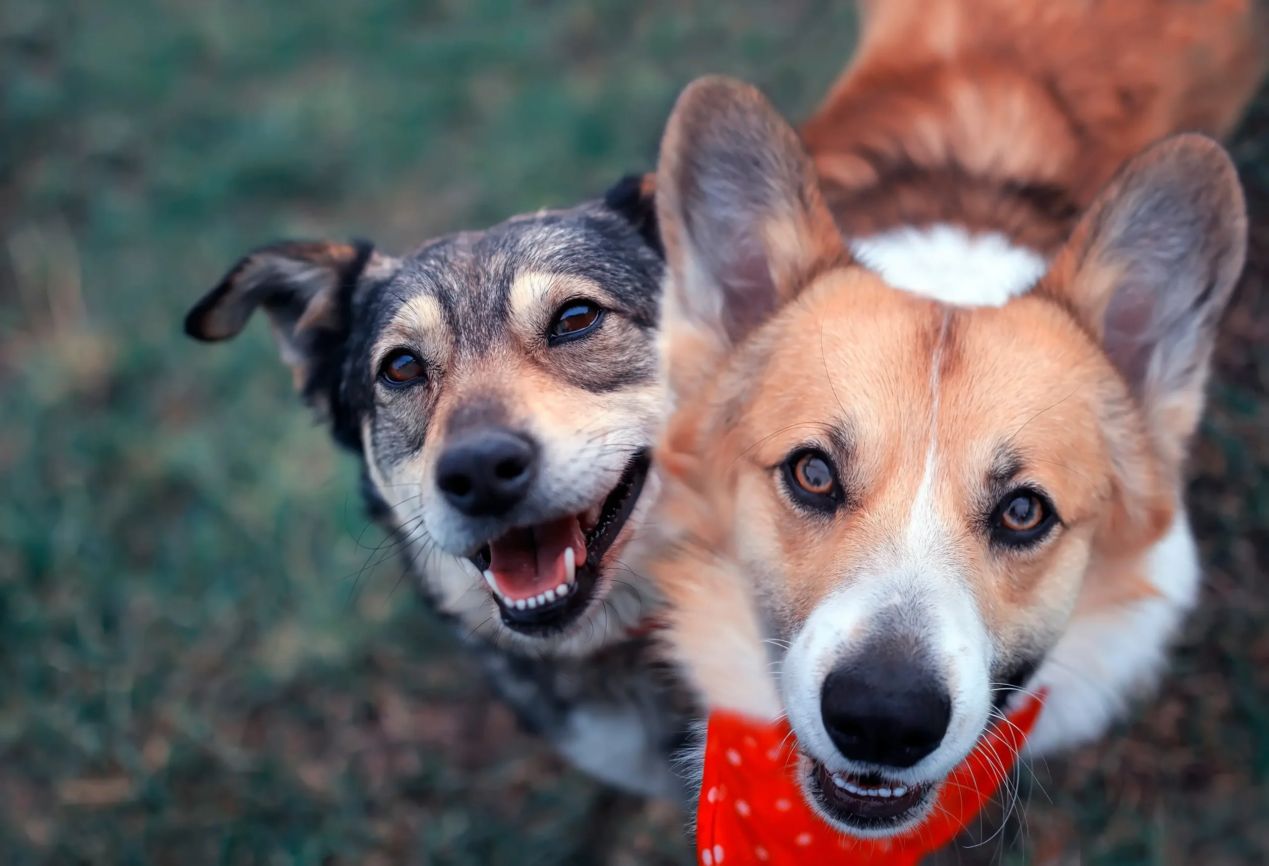 Multi Dog Daycare Banner