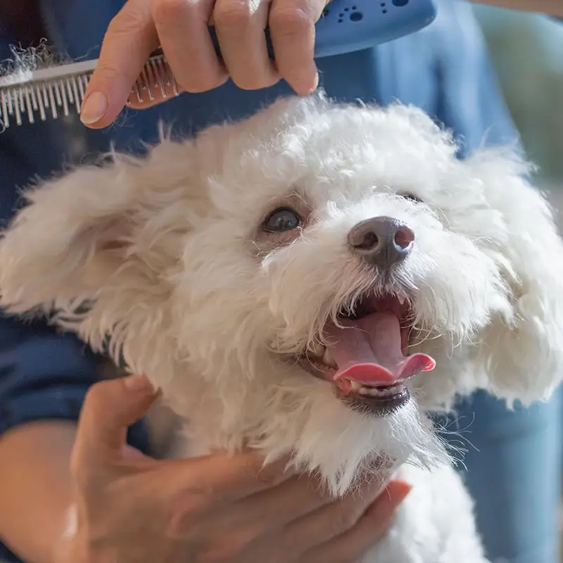 Request-Grooming-Service