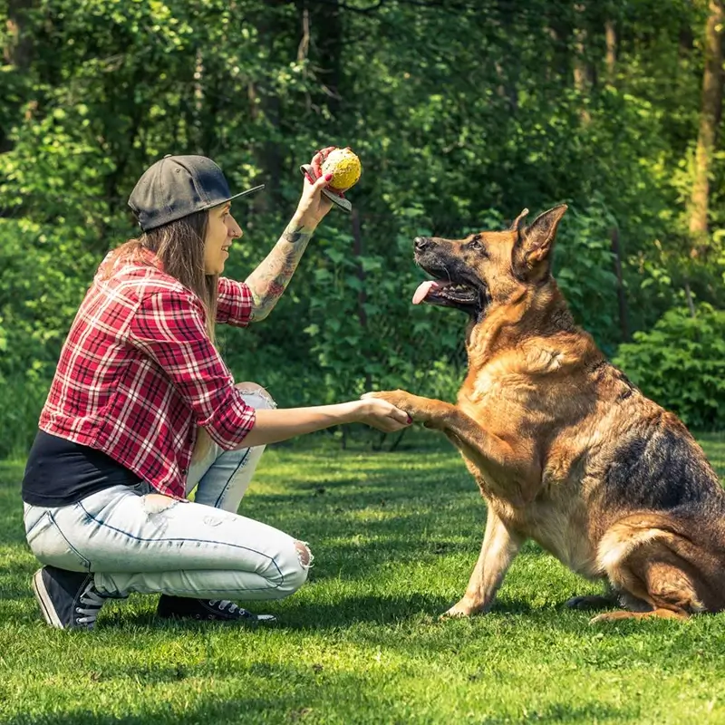 day-trainning-dog