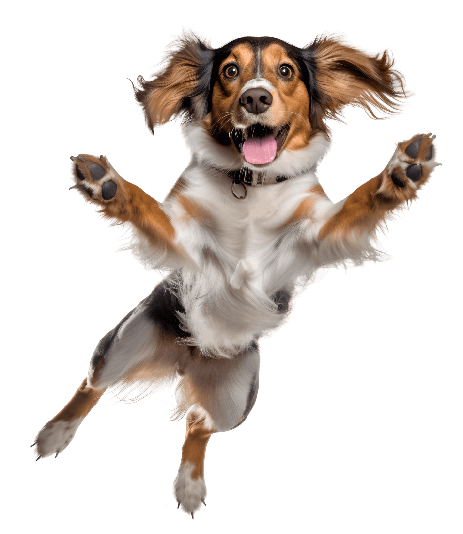 jumping-dog