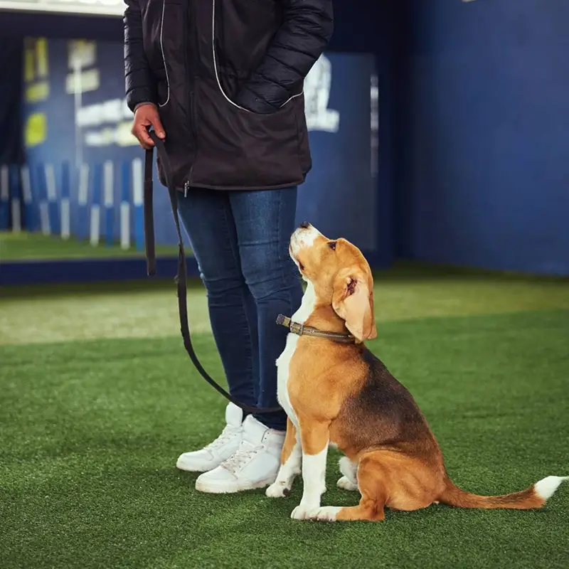 private-trainning-dog