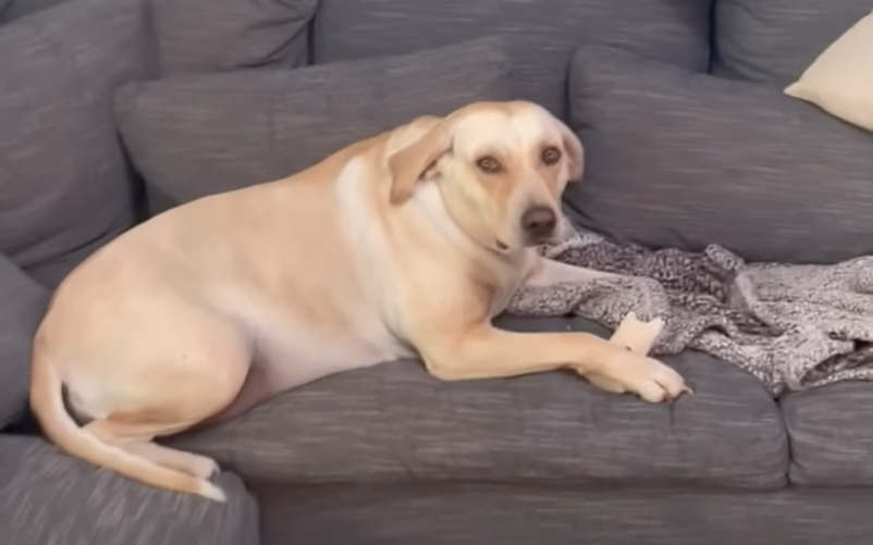 Gracie