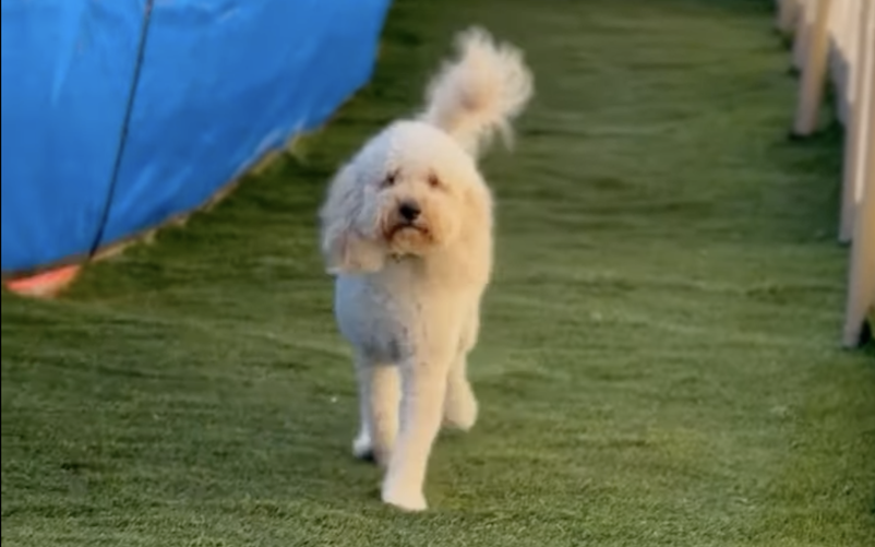 Kamp Kanine Runway Dogs
