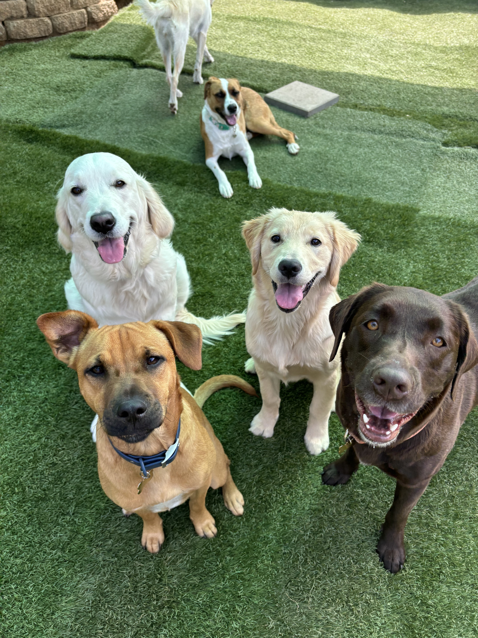 Multi-Doggy Daycare