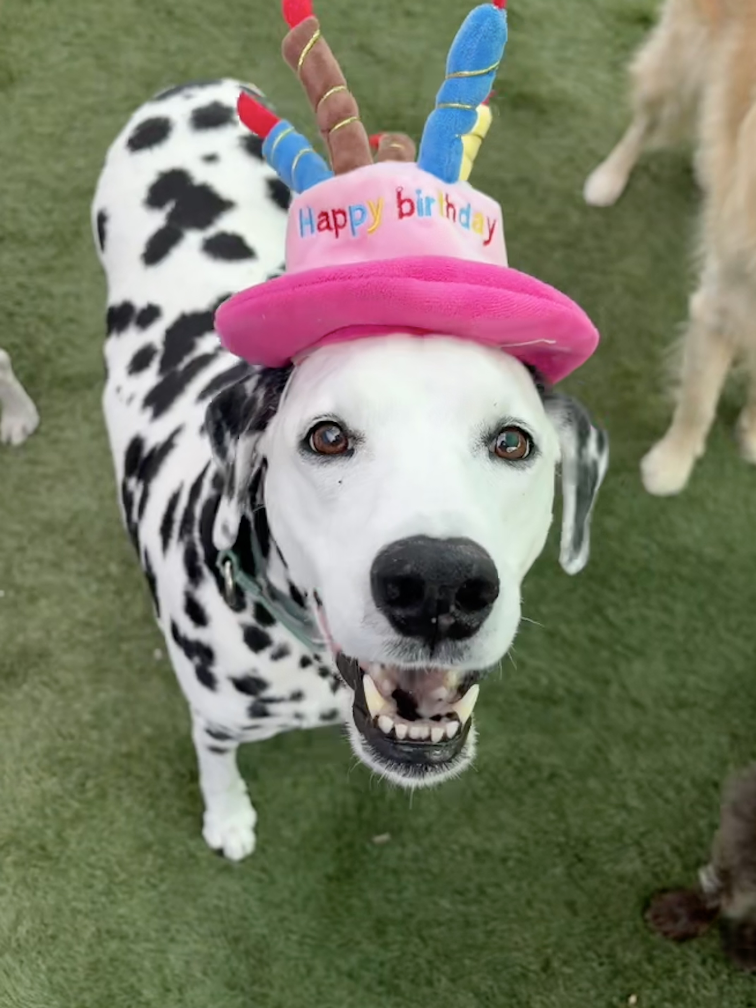 single dog